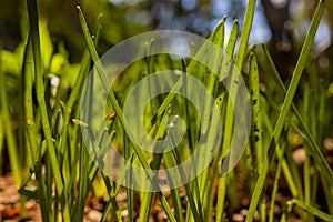 Close up view of grasses or crops. Carbon neutrality concept photo