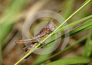 A close-up view of a grasshopper with a dewdrop on its forehead sitting on a leaf of grass