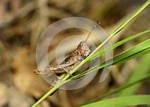 A close-up view of a grasshopper with a dewdrop on its forehead sitting on a leaf of grass in summer