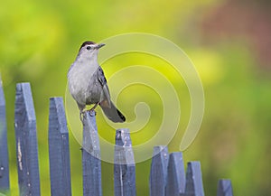 Close-up view of a gray catbird perching on the wooden fence