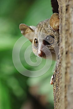 Close up view of a Gray mouse lemur