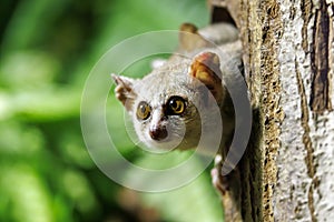 Close up view of a Gray mouse lemur