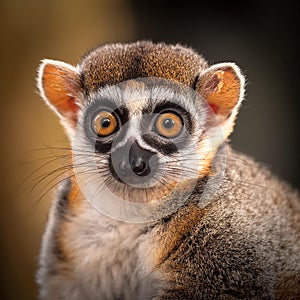 Close up view of a Gray mouse lemur Microcebus murinus