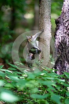 Close-up view of a gray squirrel climbing a tree in the forest