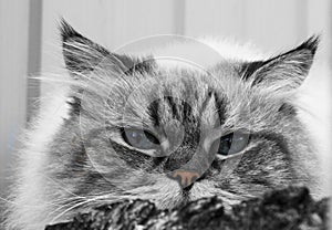Close-up view of a gray striped fluffy cat with blue eyes. Pets and lifestyle concept. Beautiful fluffy cat on a gray