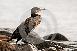 Close-up view of Great Black Cormorant against blurred background