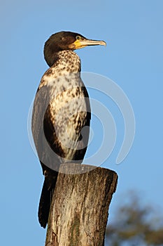 Close up view of great cormorant