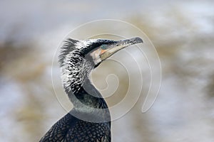 Close up view of great cormorant