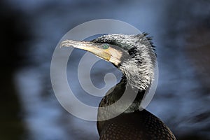 Close up view of great cormorant