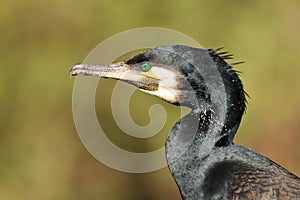 Close up view of great cormorant