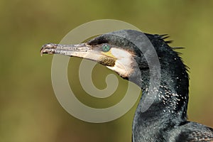 Close up view of great cormorant