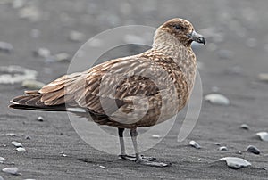 Close-up view of a Great Skua - iceland