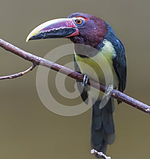 Close-up view of a Green aracari