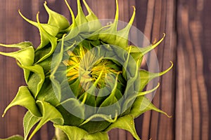 Close up view of green bud of sunflower on the brown wooden wal