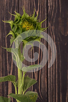 Close up view of green bud of sunflower on the brown wooden wal