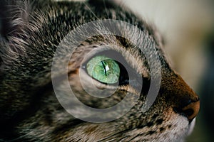 Close up view of green cat eye. Beautiful cat portrait. European cat portrait with focus in the eye. Domestic animals.