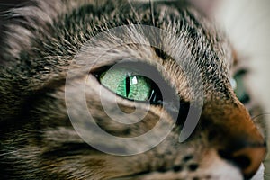 Close up view of green cat eye. Beautiful cat portrait. European cat portrait with focus in the eye. Domestic animals.