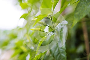 Close up view of a green chilli plant in a garden.