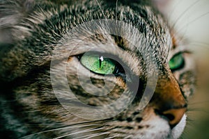 Close up view of green eyes cat. Beautiful cat portrait. Close up view of cat eye.