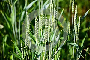 Close-up view of a green field of unripe wheat