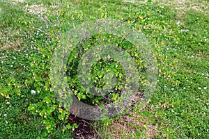 Close up view of green gooseberry bush isolated. Beautiful nature background