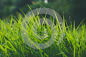 Close up view of green grass with morning dew. Selective focus of bright and fresh grass with dark background