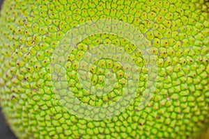 Close up view of green jackfruit rough surface for background an
