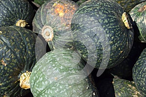 Close up view of green kuri squash