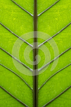 Close-up view of the green leaf of Anthurium plowmanii (Gelombang cinta photo