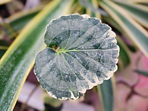 The close up view of green leaf background - Polyscias : Araliaceae