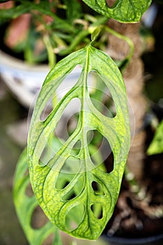 Close-up view of the green leaf of Monstera obliqua (Janda bolong photo