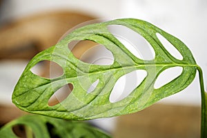 Close-up view of the green leaf of Monstera obliqua (Janda bolong photo