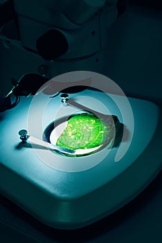 close up view of green leaf under microscope in modern agro
