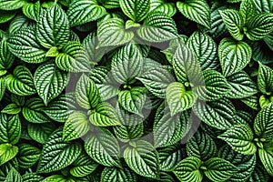 Green Leaves Texture photo