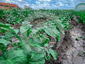 Close up view on green leaves of potatoes crops