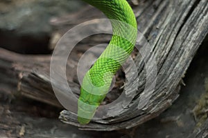 Close up view of a green mamba snake