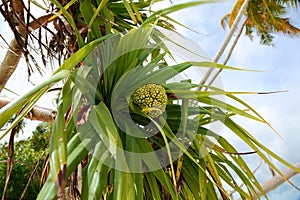 Close up view of green palm tree crown with fruit on blue sky with white clouds background