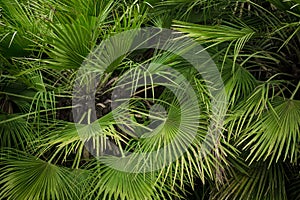 Close-up view of green palm tree leaf