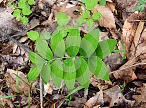 Close up view of the green parallel leaves of a smooth Solomon`s seal plant.