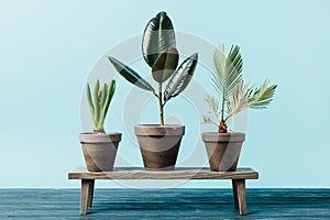 close up view of green plants in flowerpots on wooden decorative bench isolated on blue