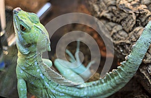 Close-up view of a green Plumed basilisk, Basiliscus plumifrons