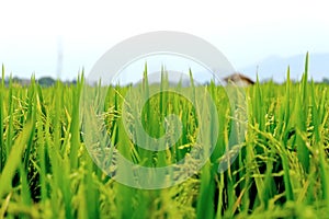 Close Up View Of green Rice Plants