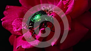 Close-up view of Green Rose chafer - Cetonia Aurata beetle on red rose. Amazing bug is among petals. Macro shot. Slow