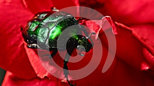 Close-up view of Green Rose chafer - Cetonia Aurata beetle on red rose. Amazing bug is among petals. Macro shot. Slow