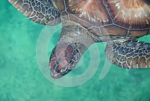 Close-up view of a Green Sea turtle Chelonia mydas