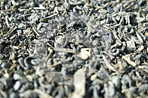 Close-up view of green tea dried leaves or stevia rebaudiana