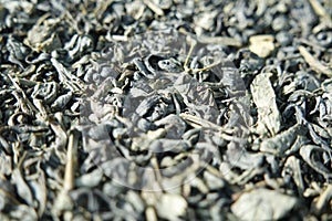 Close-up view of green tea dried leaves or stevia rebaudiana