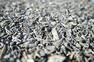 Close-up view of green tea dried leaves or stevia rebaudiana