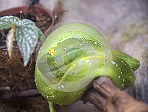 A close-up view of a green tree python slithering on a tree