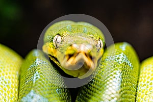 A close-up view of a green tree python slithering on a tree sleeping eyes dof sharp focus space for text macro reptile jungle
